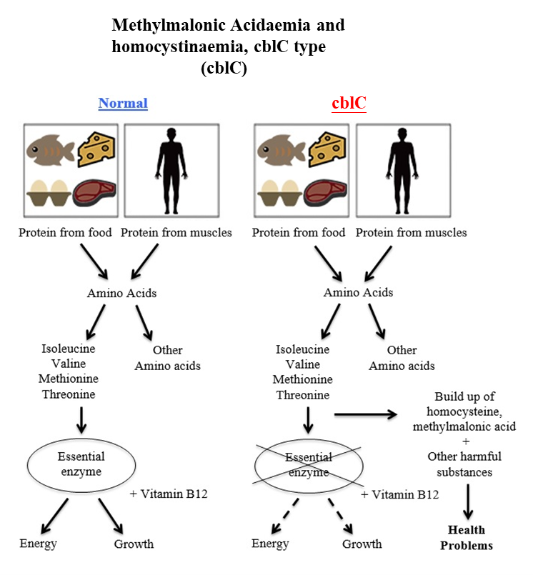 Methylmalonic acidaemia and homocystinaemia, cblC type diagram